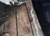 1999 HAWK 2 HORSE BUMPER PULL W/ MANGERS $7,900